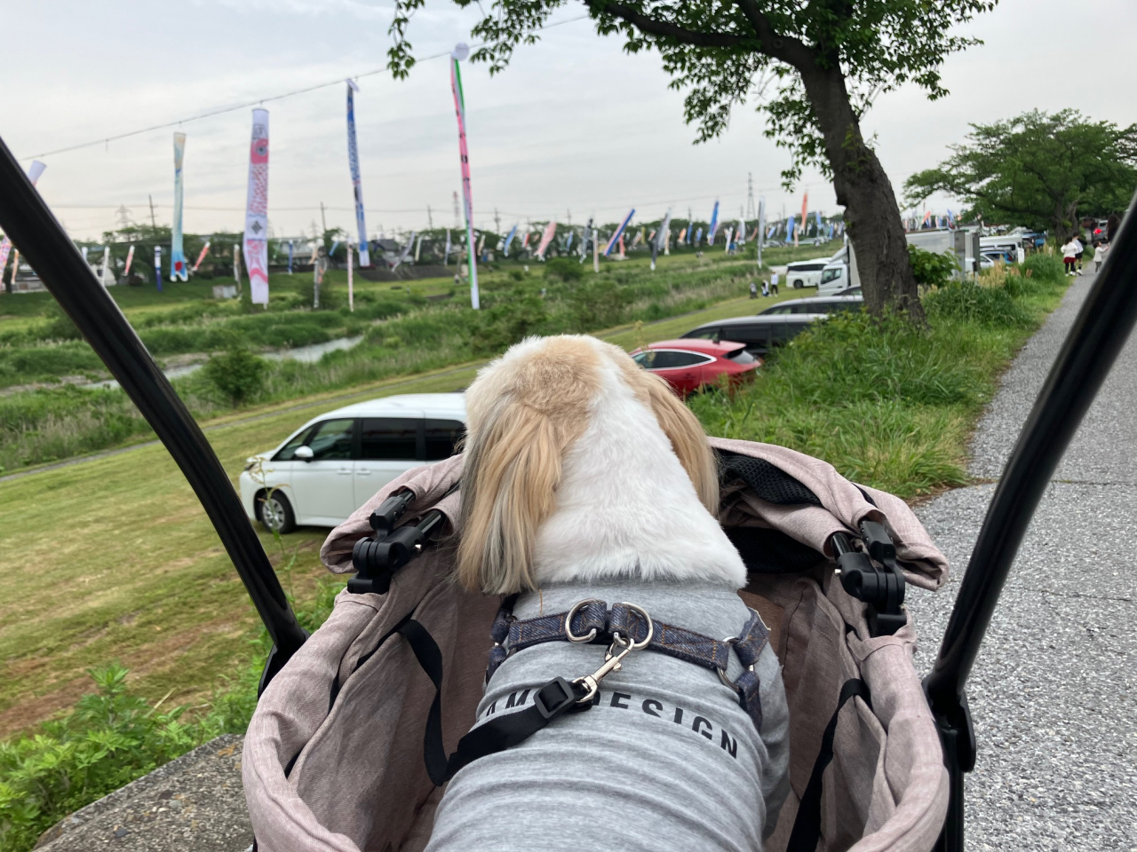 久しぶりに愛犬と過ごした日曜日
